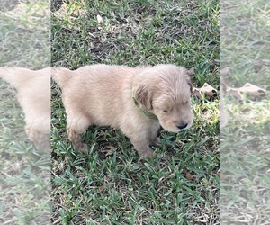 Golden Retriever Puppy for sale in WACO, TX, USA