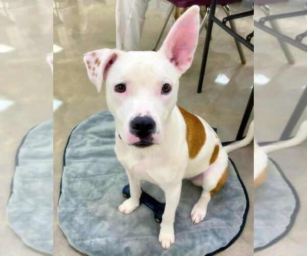 Medium Photo #3 American Bulldog-Unknown Mix Puppy For Sale in Alexander, AR, USA