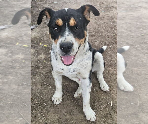 Medium Photo #1 Beabull Puppy For Sale in Dana Point, CA, USA