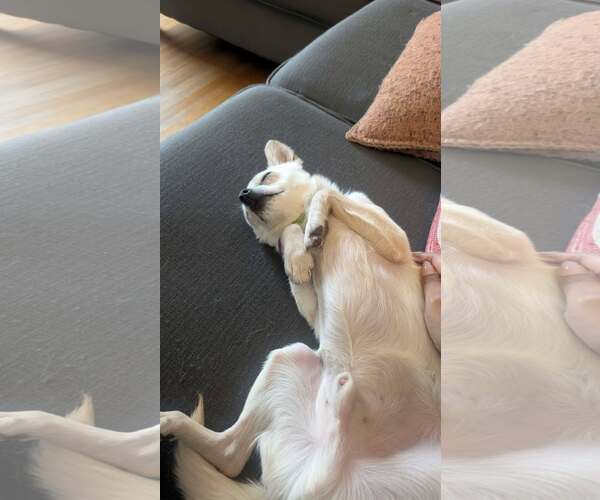 Medium Photo #3 Chihuahua-Unknown Mix Puppy For Sale in Minneapolis, MN, USA