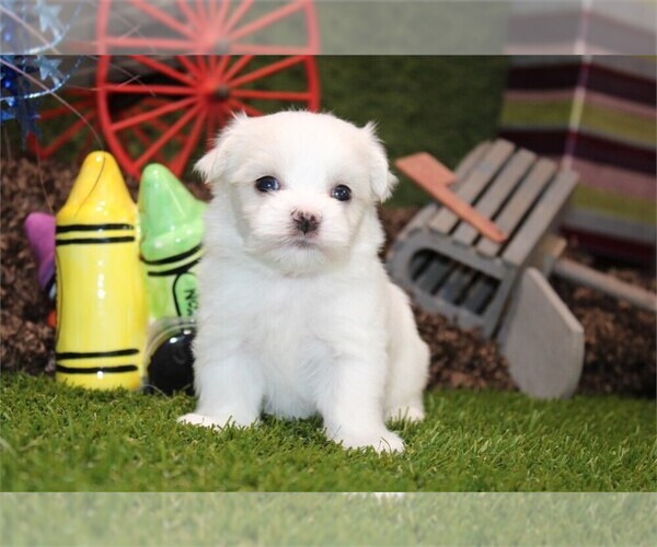 Medium Photo #7 Maltese Puppy For Sale in LONG BEACH, CA, USA