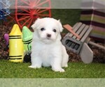 Small #6 Maltese