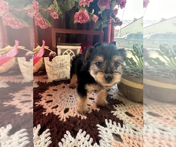 Medium Photo #2 YorkiePoo Puppy For Sale in BARNETT, MO, USA