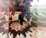 Small Photo #2 YorkiePoo Puppy For Sale in BARNETT, MO, USA