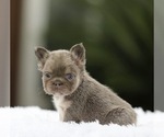Small #4 French Bulldog
