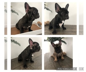 French Bulldog Puppy for sale in BAKERSFIELD, CA, USA