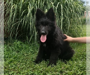 German Shepherd Dog Puppy for sale in COUCH, MO, USA