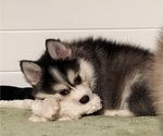 Small Photo #9 Pomsky Puppy For Sale in RAMONA, CA, USA