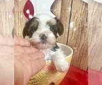 Small #11 Morkie