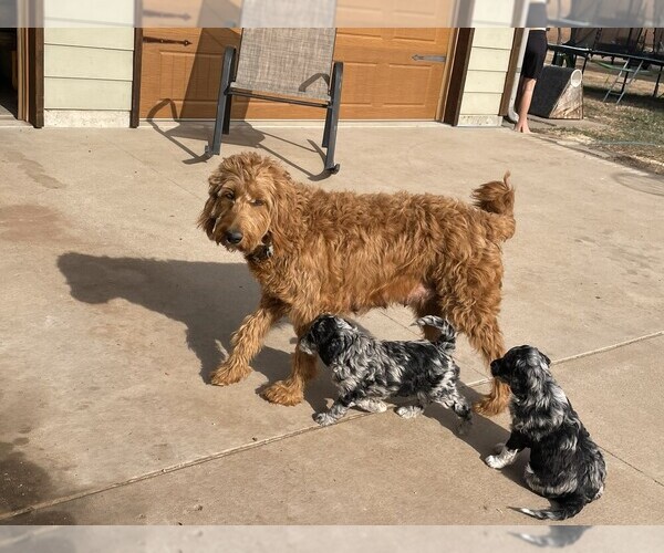 Medium Photo #1 Aussiedoodle-Goldendoodle Mix Puppy For Sale in HUTCHINSON, KS, USA