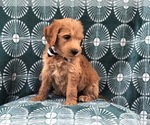 Small Photo #5 Goldendoodle-Poodle (Standard) Mix Puppy For Sale in LAKELAND, FL, USA