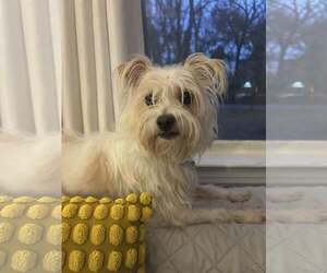 Maltese Dogs for adoption in Croydon, NH, USA