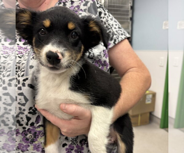 Medium Photo #1 Australian Shepherd-Unknown Mix Puppy For Sale in Washington, DC, USA