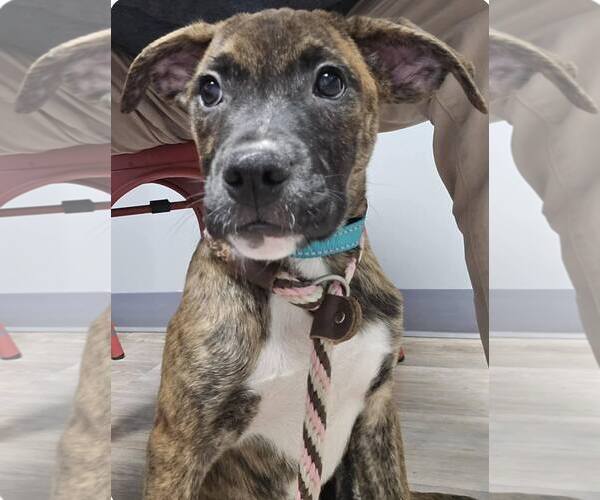 Medium Photo #2 Boxer-Unknown Mix Puppy For Sale in Burnsville, MN, USA