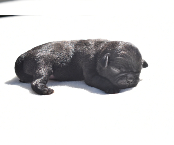 Medium Photo #3 Pug Puppy For Sale in PALM COAST, FL, USA