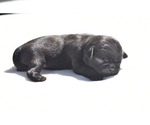 Small #2 Pug