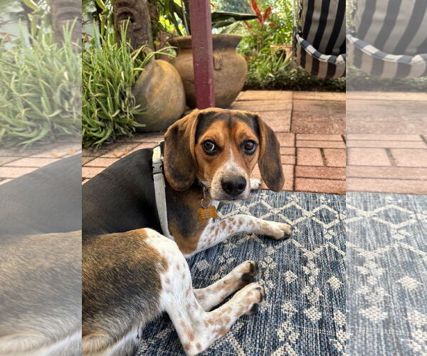 Medium Photo #9 Beagle Puppy For Sale in Tampa, FL, USA