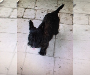 Mother of the Scottish Terrier puppies born on 04/13/2025