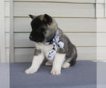 Small Photo #5 Akita Puppy For Sale in FRESNO, OH, USA