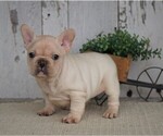 Small Photo #2 French Bulldog Puppy For Sale in FREDERICKSBG, OH, USA