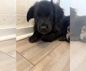 Australian Retriever Puppy for sale in WARWICK, RI, USA