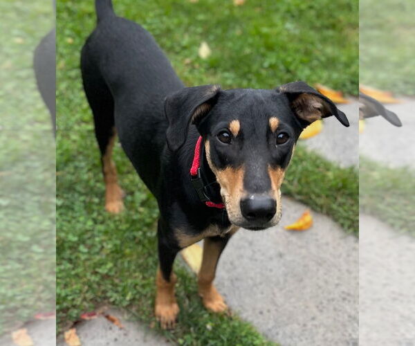 Medium Photo #7 Miniature Pinscher-Unknown Mix Puppy For Sale in Wakefield, RI, USA