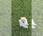 Small #1 Pomeranian