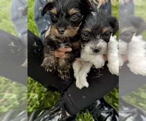 Yorkie Pin-YorkiePoo Mix Puppy for sale in CINCINNATI, OH, USA