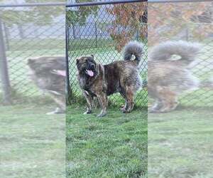 Mother of the Caucasian Shepherd Dog puppies born on 02/27/2026