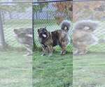 Small Photo #1 Caucasian Shepherd Dog Puppy For Sale in NORTH PLAINS, OR, USA