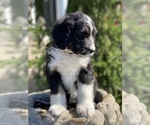 Small Photo #5 Bernedoodle Puppy For Sale in BOWLING GREEN, OH, USA