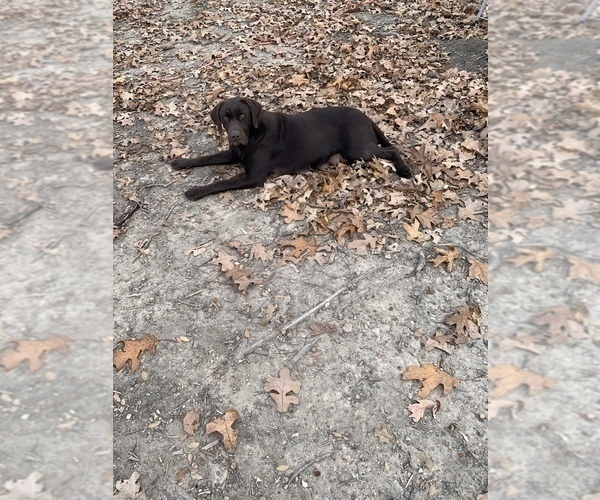 Medium Photo #1 Labrador Retriever Puppy For Sale in AVA, MO, USA