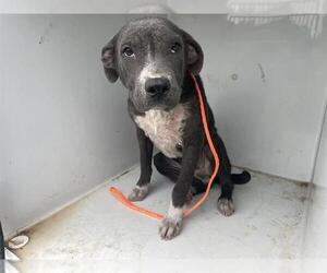 American Pit Bull Terrier Dogs for adoption in Houston, TX, USA