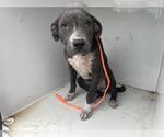 Small American Pit Bull Terrier