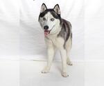 Small Siberian Husky