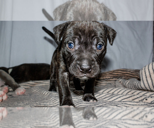 American Pit Bull Terrier Puppy for Sale in MODESTO, California USA