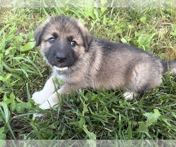 Medium Photo #1 German Shepherd Dog-Great Pyrenees Mix Puppy For Sale in LINDEN, VA, USA