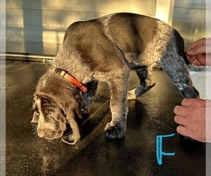 Bluetick Coonhound Puppy for sale in GREELEY, CO, USA