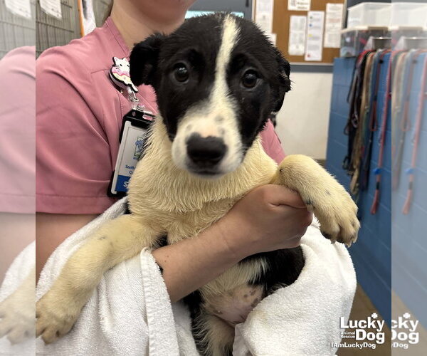 Medium Photo #5 Australian Shepherd-Unknown Mix Puppy For Sale in Washington, DC, USA