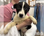 Small Photo #5 Australian Shepherd-Unknown Mix Puppy For Sale in Washington, DC, USA
