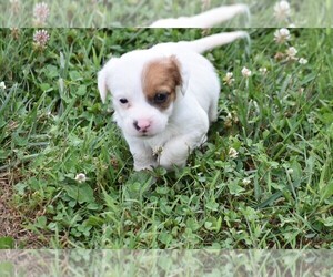 Jack Russell Terrier Puppy for sale in APPLE GROVE, WV, USA