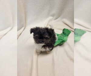 Pomeranian-Poodle (Toy) Mix Puppy for sale in TALALA, OK, USA