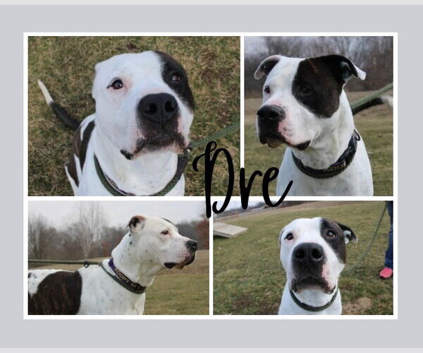 Medium Photo #3 American Bulldog-Unknown Mix Puppy For Sale in Pierceton , IN, USA