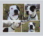 Small #2 American Bulldog Mix