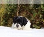 Small #12 ShihPoo