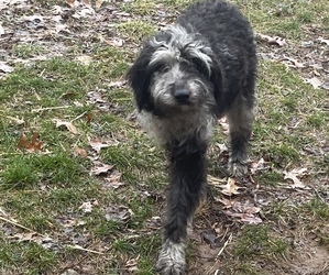 Aussiedoodle Puppy for sale in MUNFORDVILLE, KY, USA
