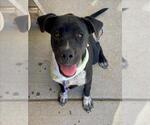 JILL - Female Labrador Retriever Dog for Adoption - Small photo