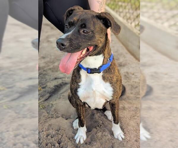 Medium Photo #3 American Staffordshire Terrier-Unknown Mix Puppy For Sale in Fort Lauderdale, FL, USA