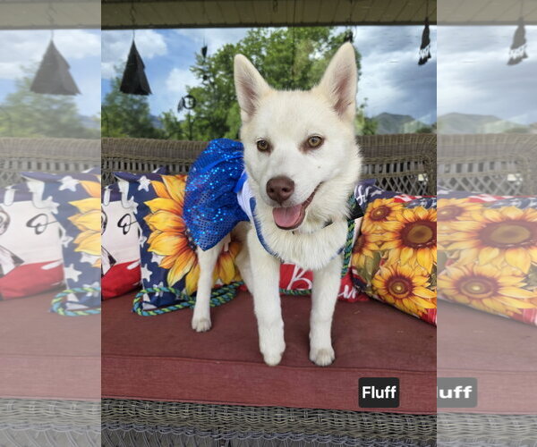 Medium Photo #6 Siberian Husky-Unknown Mix Puppy For Sale in Sandy, UT, USA