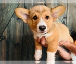 Puppy 7 American Corgi